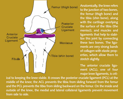 Anterior cruciate ligaments: 30 per cent of ACL injuries heal without  surgery