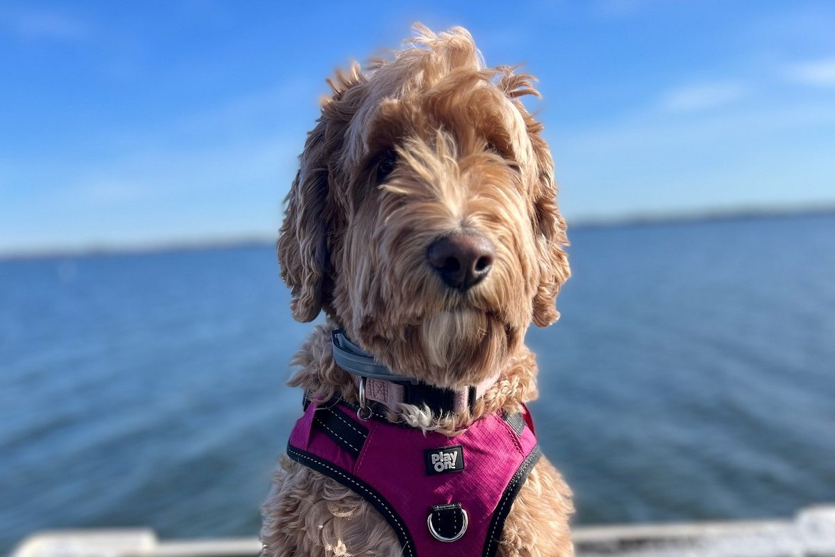 CALI, the therapy dog, out on the ocean on a boat