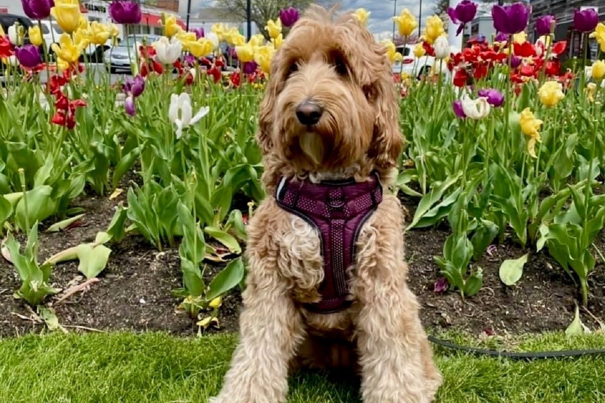CALI, the therapy dog, in a garden