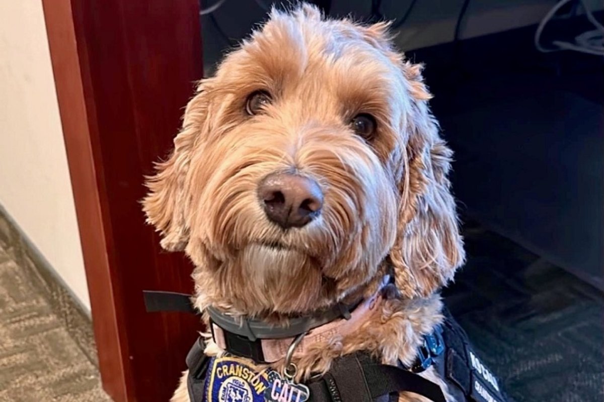 CALI, the therapy dog, wearing her Cranston police harness